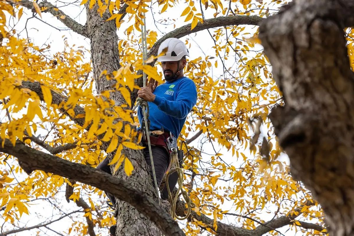 Skilled Tree Transplanting crew working in Rio